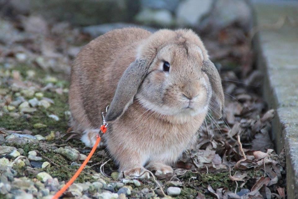 Kanin Askelunds Aius Cupido billede 3