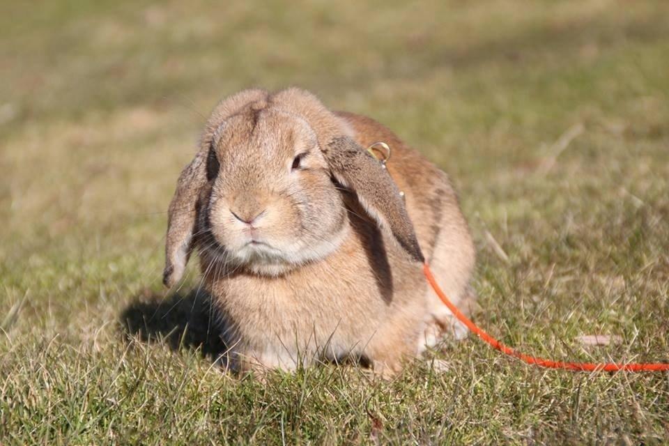 Kanin Askelunds Aius Cupido billede 4