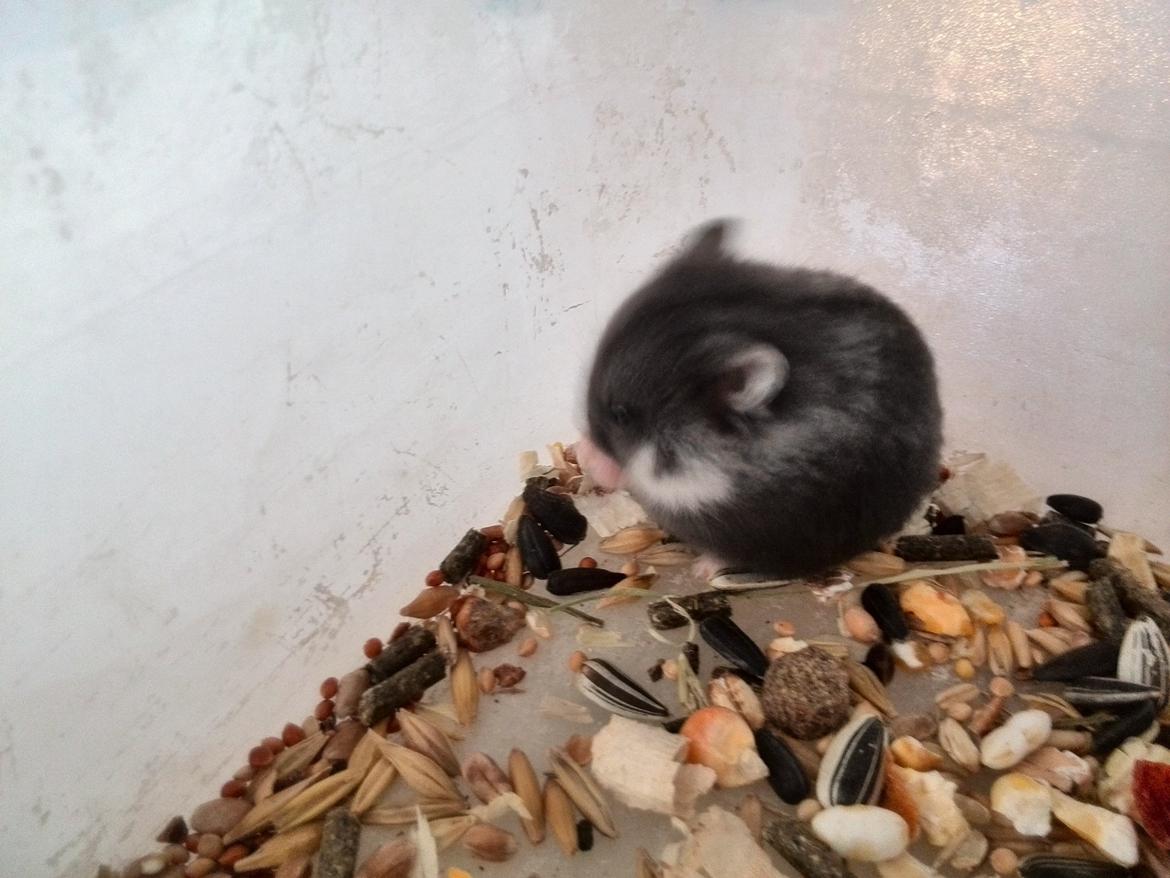 Dværghamster C Kuld - Cesare (Silver Black) - 4 uger gammel billede 9