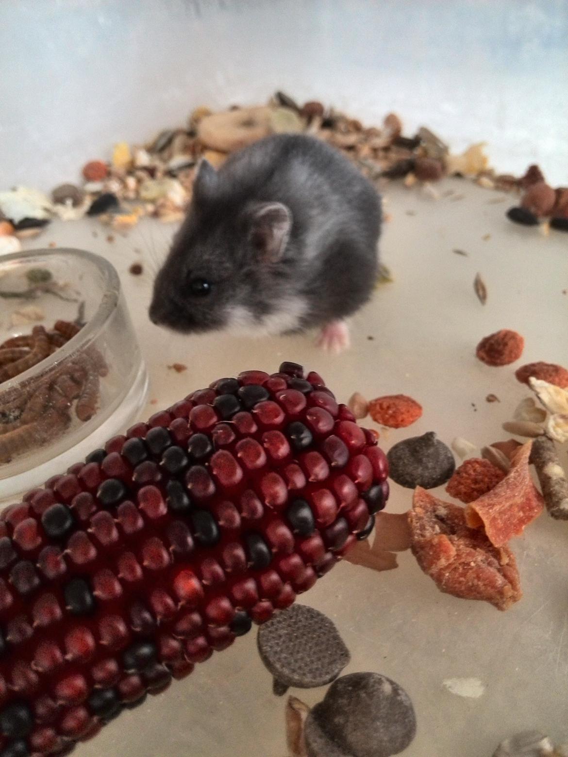 Dværghamster C Kuld - Cesare (Silver Black) - 4 uger gammel billede 8