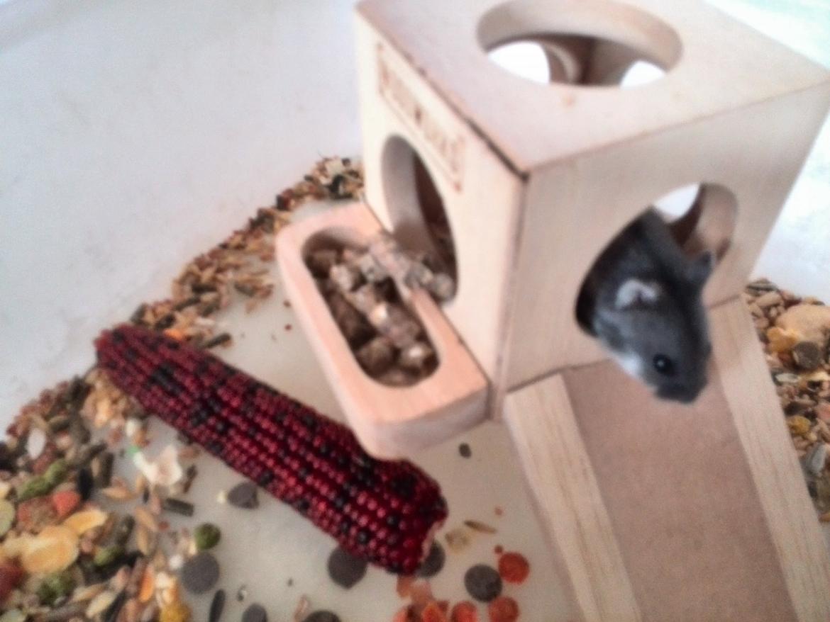 Dværghamster C Kuld - Cesare (Silver Black) - 4 uger gammel billede 13