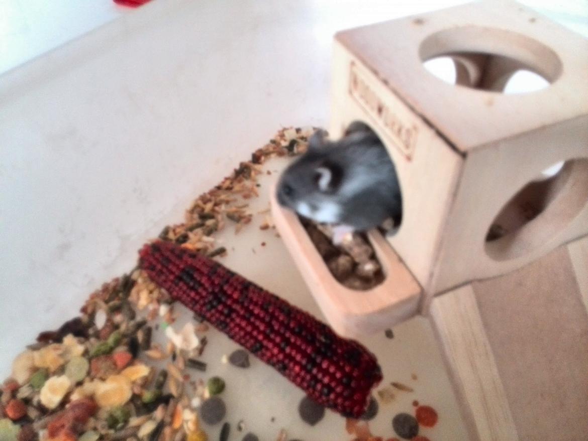 Dværghamster C Kuld - Cesare (Silver Black) - 4 uger gammel billede 10