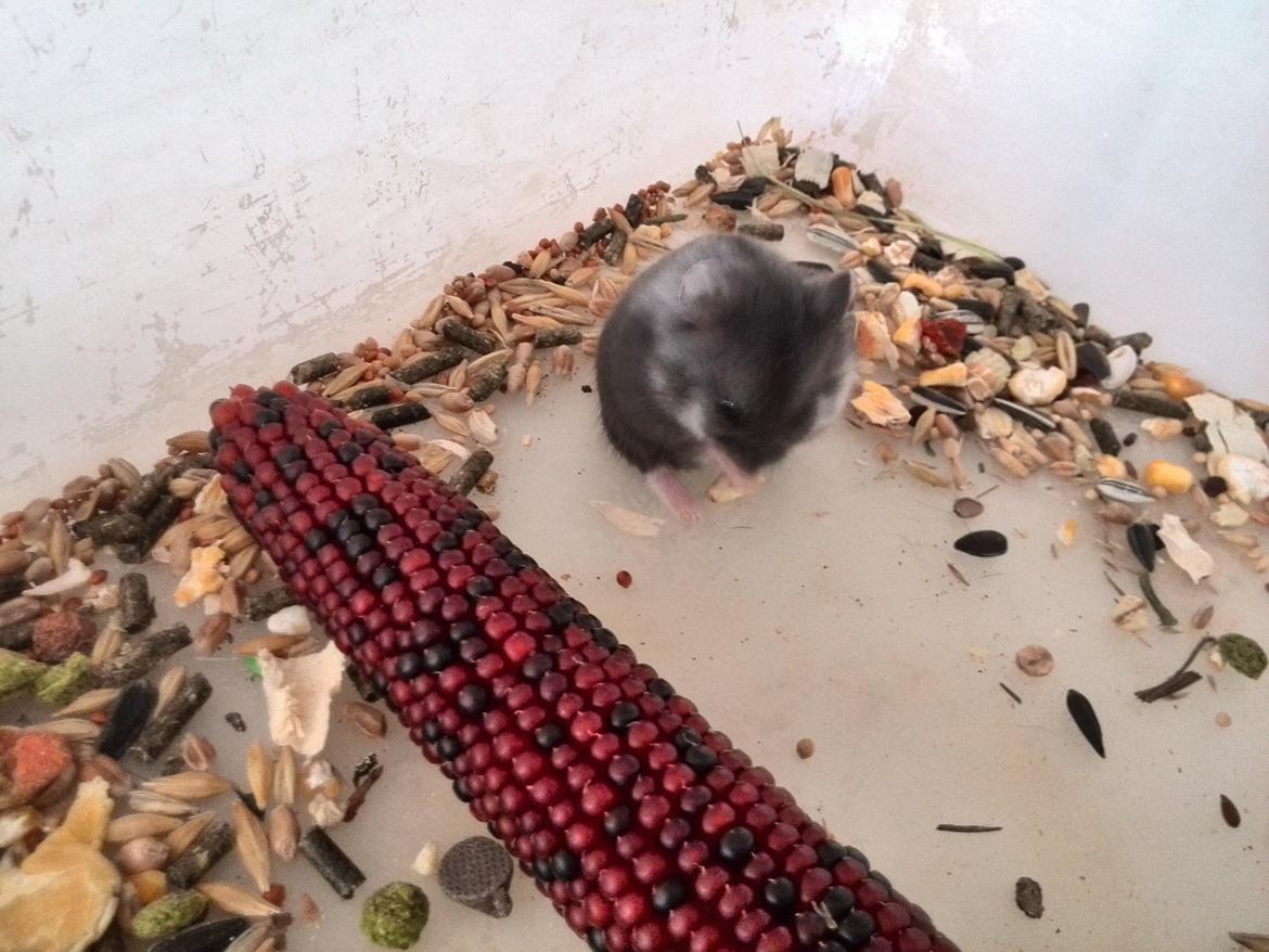 Dværghamster C Kuld - Cesare (Silver Black) - 4 uger gammel billede 11