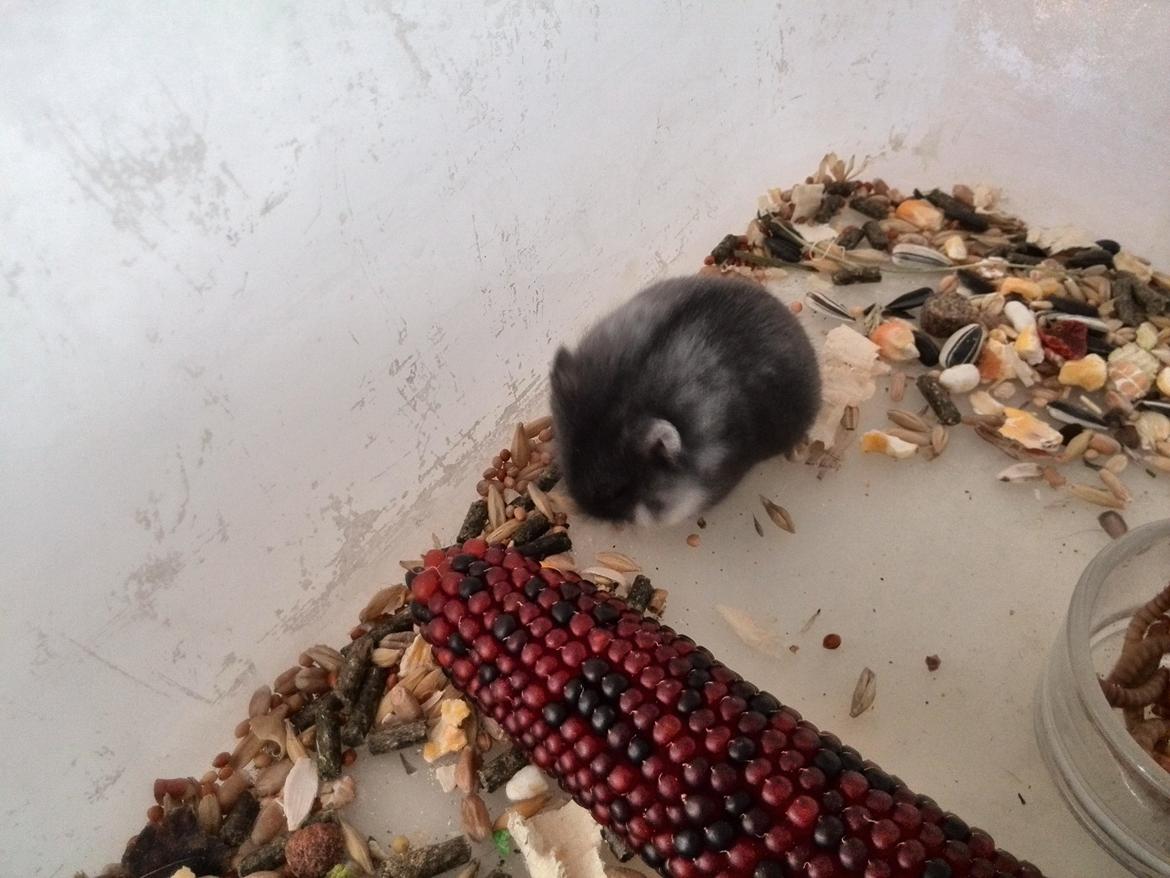 Dværghamster C Kuld - Cesare (Silver Black) - 4 uger gammel billede 12