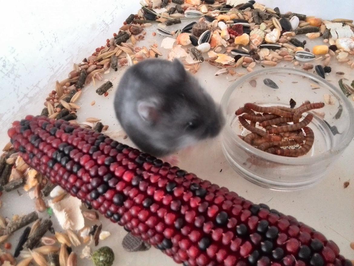 Dværghamster C Kuld - Cesare (Silver Black) - 4 uger gammel billede 14