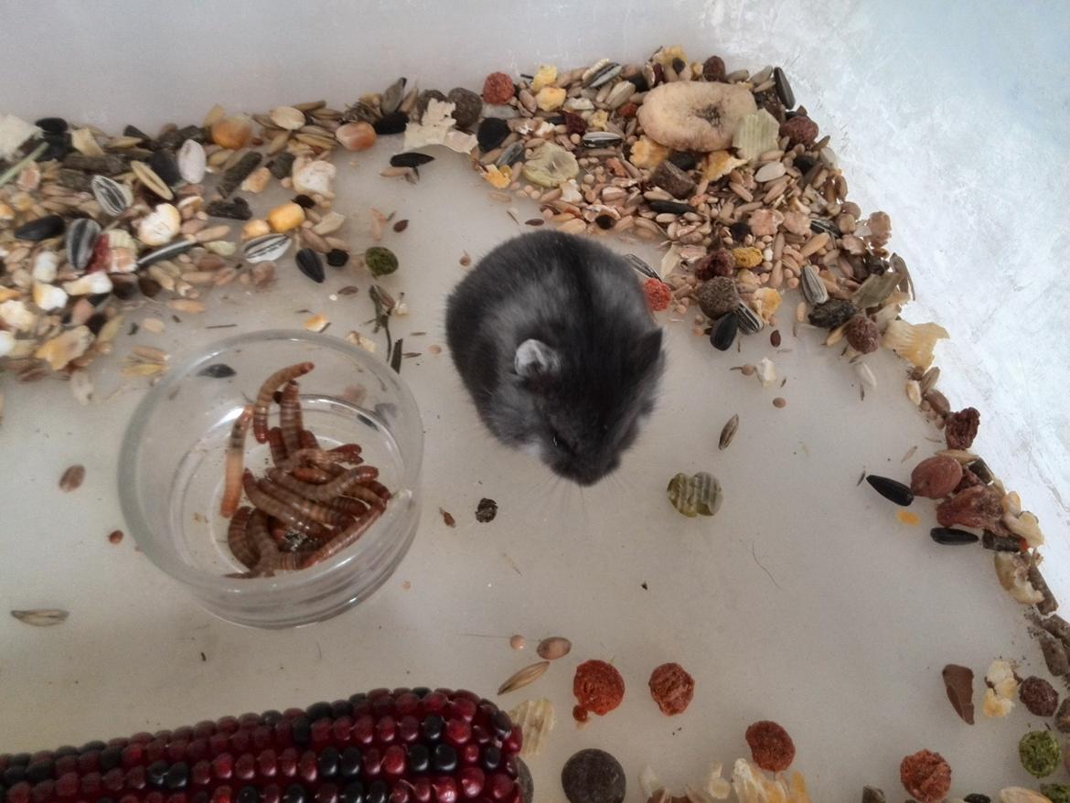 Dværghamster C Kuld - Cesare (Silver Black) - 4 uger gammel billede 15