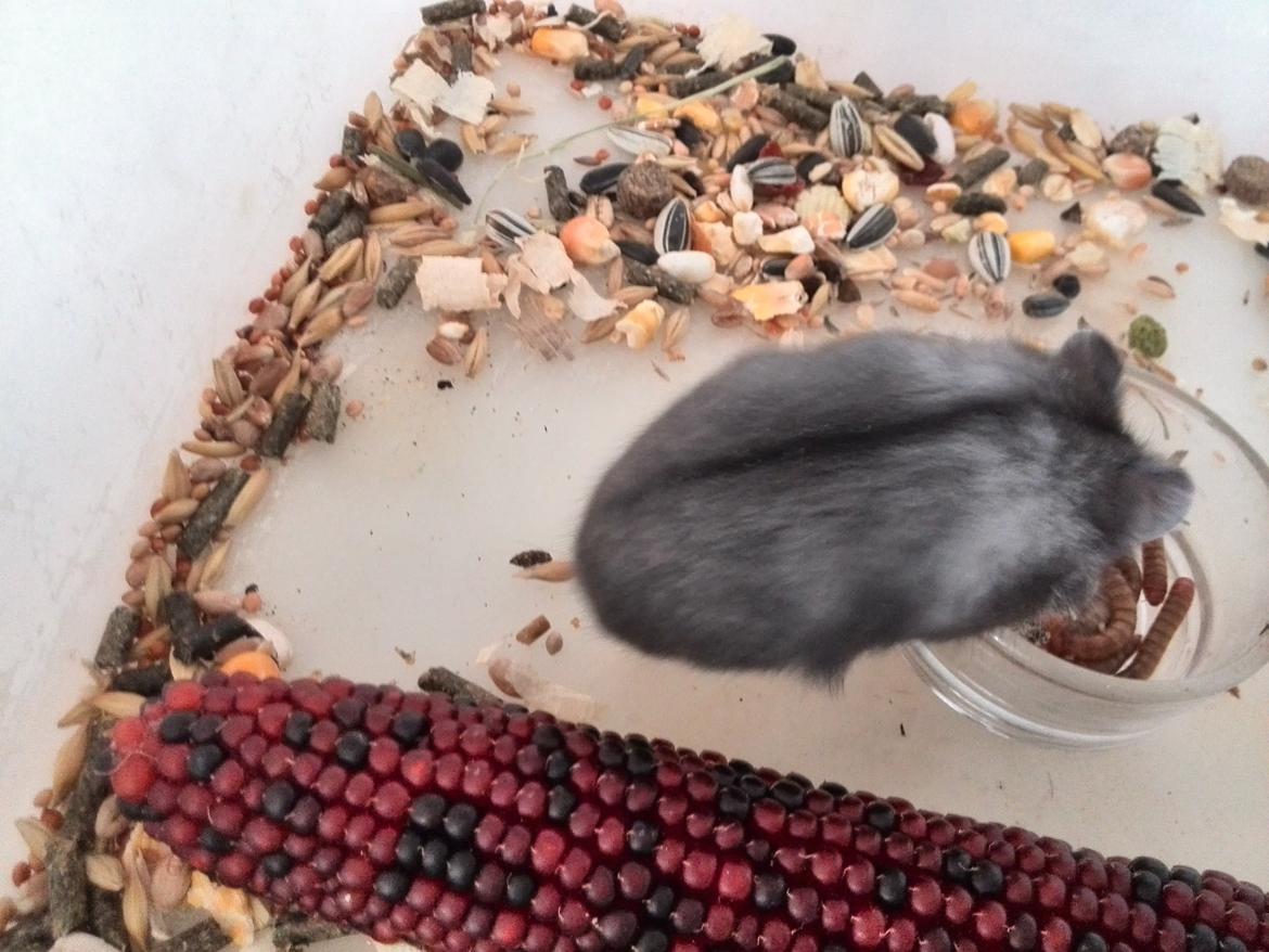 Dværghamster C Kuld - Cesare (Silver Black) - 4 uger gammel billede 16