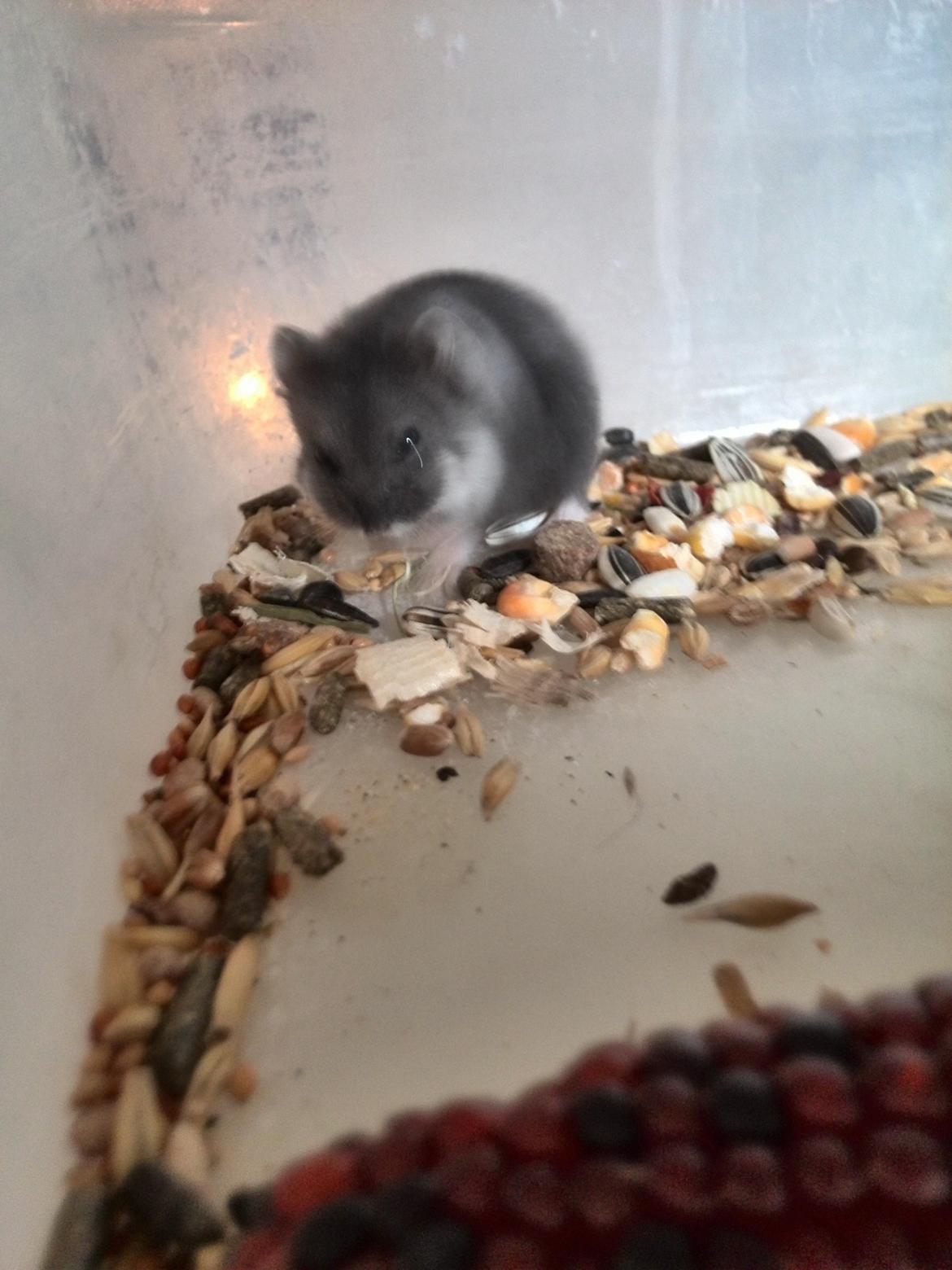 Dværghamster C Kuld - Cesare (Silver Black) - 4 uger gammel billede 17