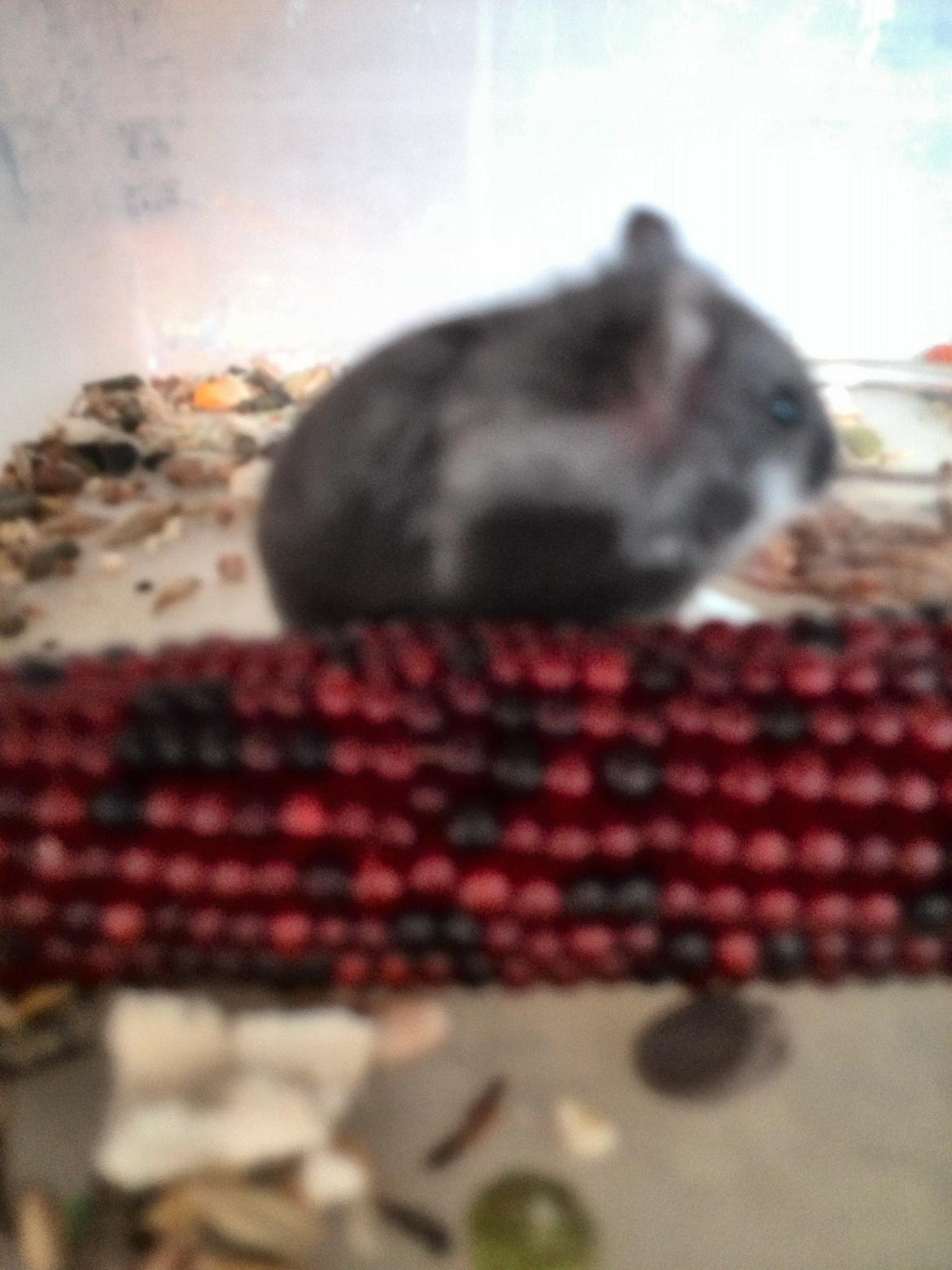 Dværghamster C Kuld - Cesare (Silver Black) - 4 uger gammel billede 18