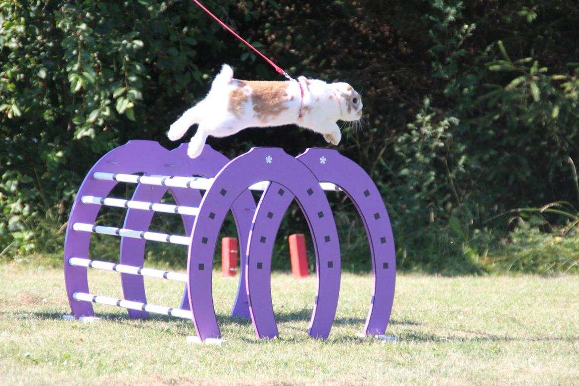 Kanin Winds Nioryu billede 10