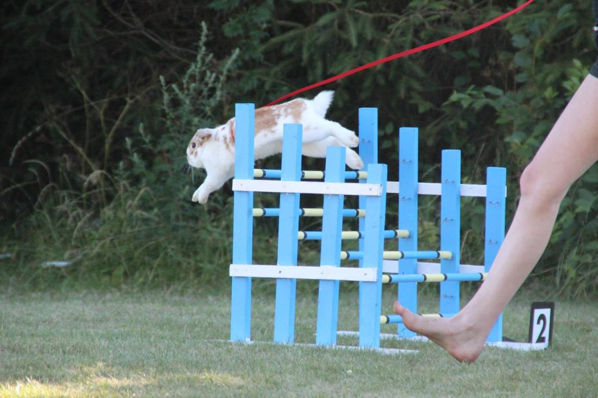 Kanin Winds Nioryu billede 11