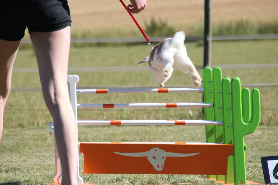 Kanin Winds Nioryu billede 12