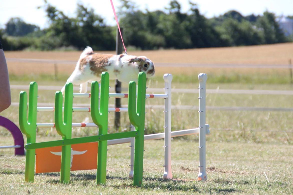 Kanin Winds Nioryu billede 13