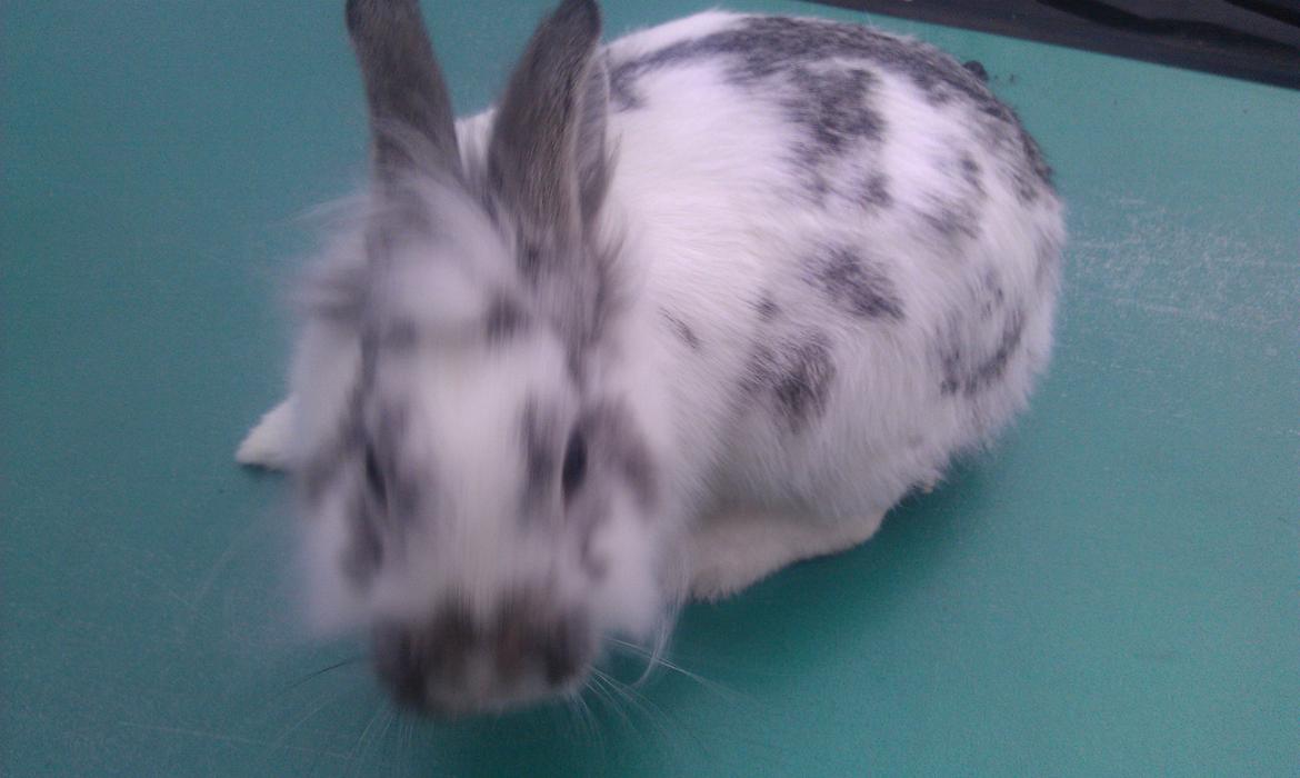 Kanin Hansi billede 1