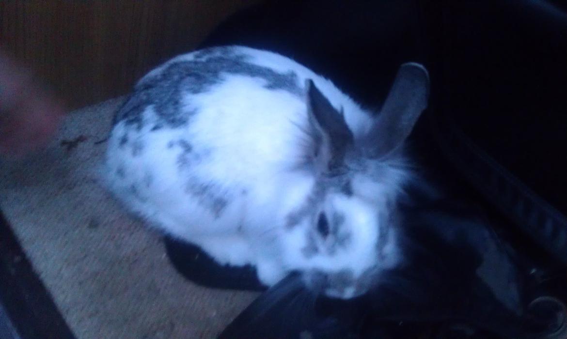 Kanin Hansi billede 2