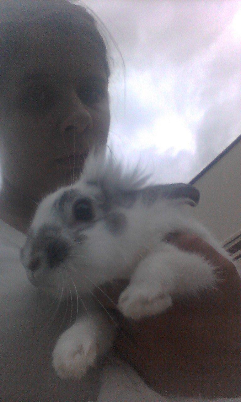 Kanin Hansi billede 3