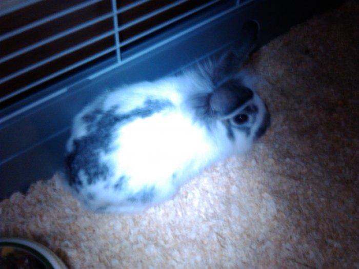 Kanin Hansi billede 4