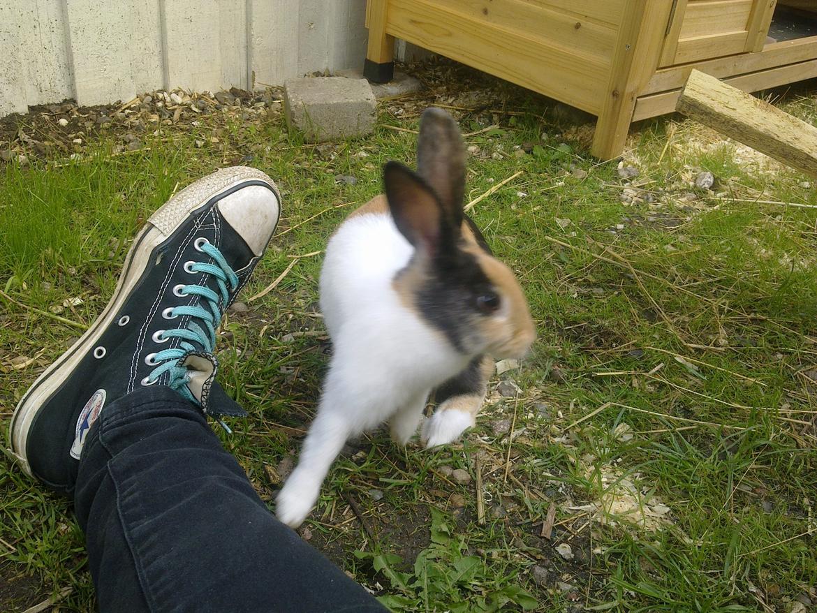 Kanin Chokoline(Hollænder) billede 7