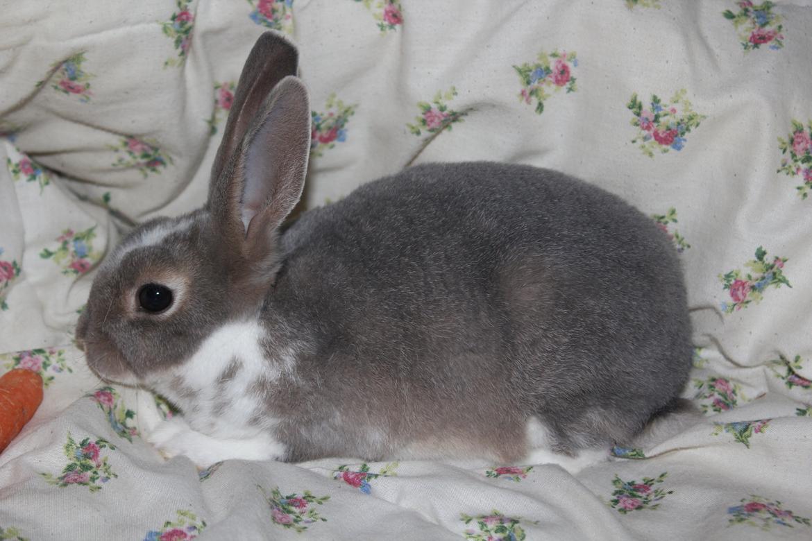 Kanin Zoë billede 2