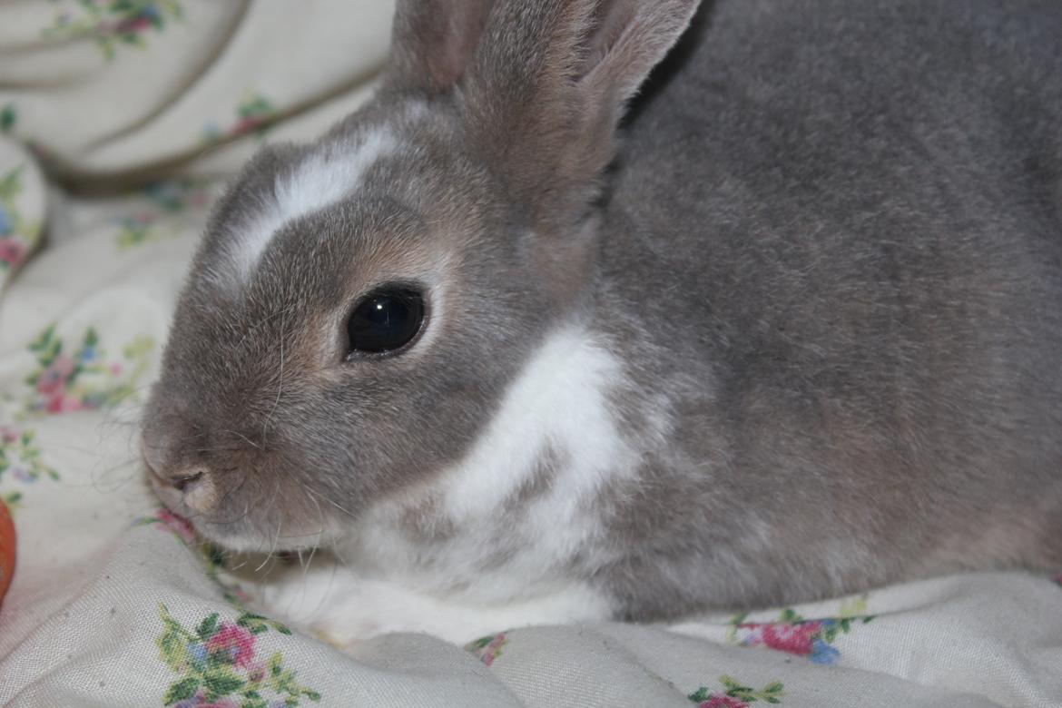 Kanin Zoë billede 3