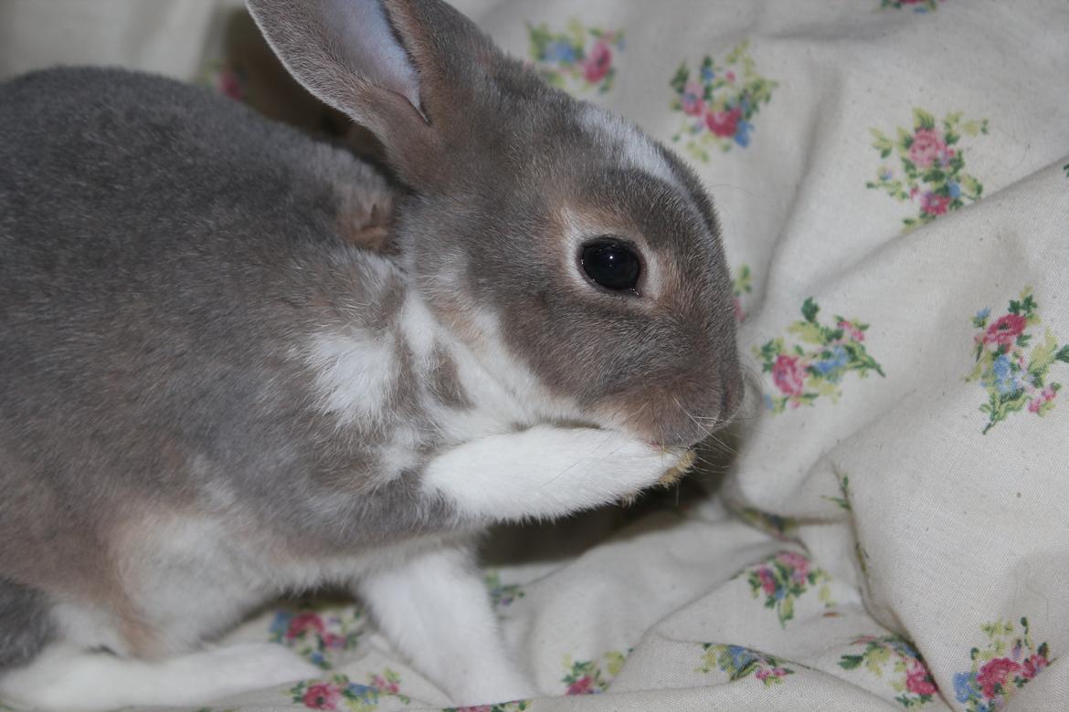 Kanin Zoë billede 4
