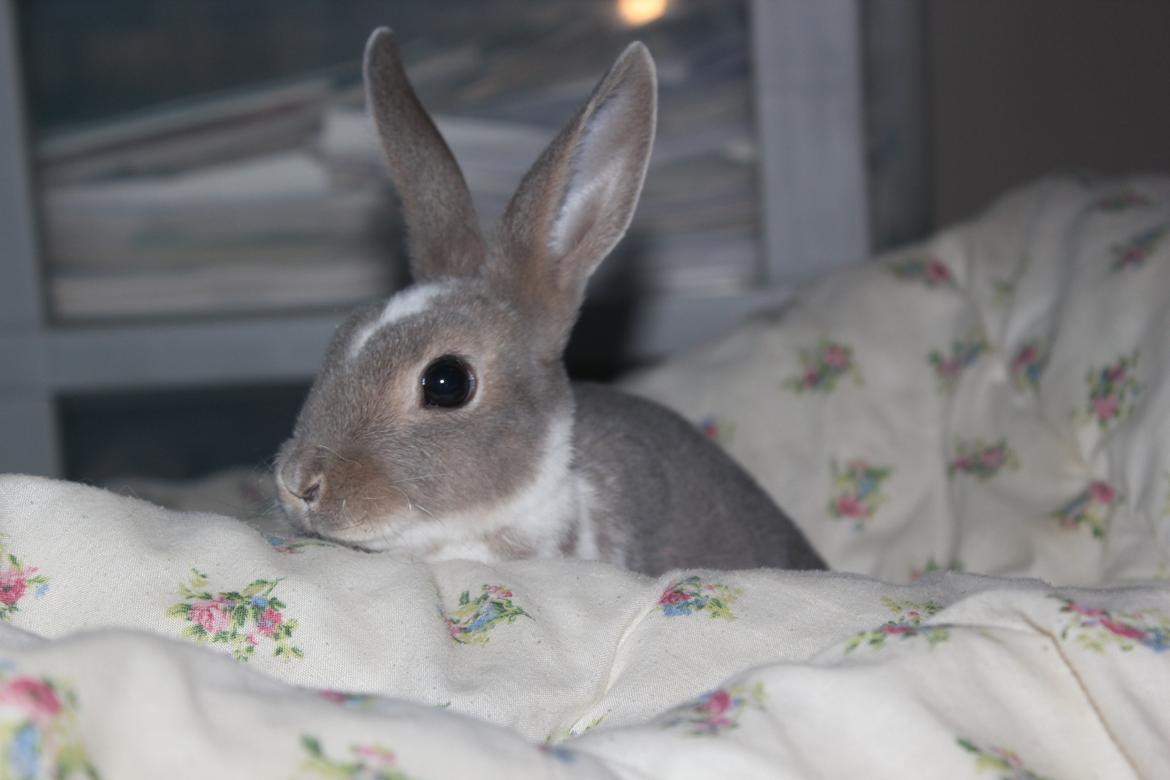 Kanin Zoë billede 5