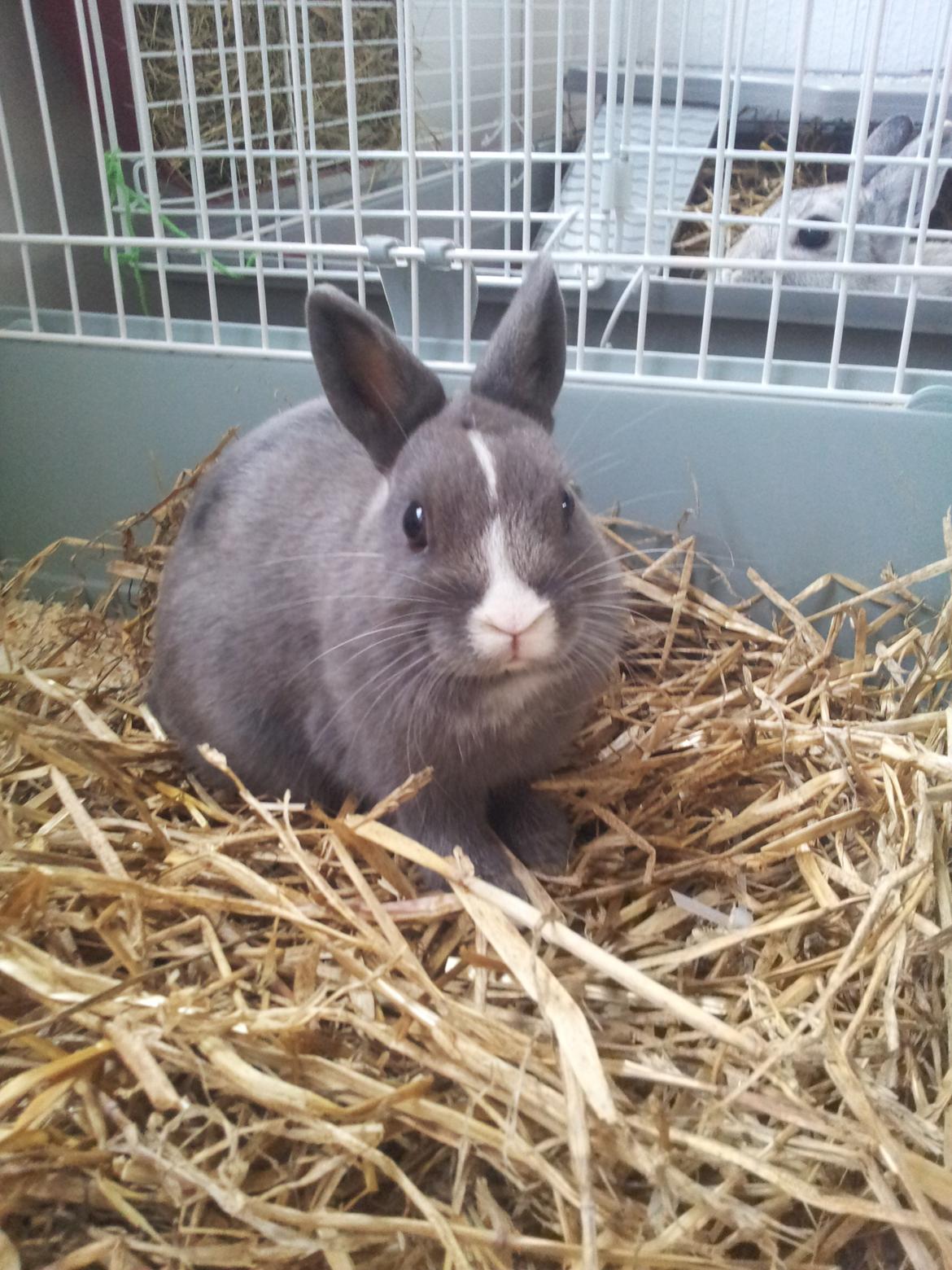 Kanin Ahrenkiels Lullaby(hermlin) billede 5