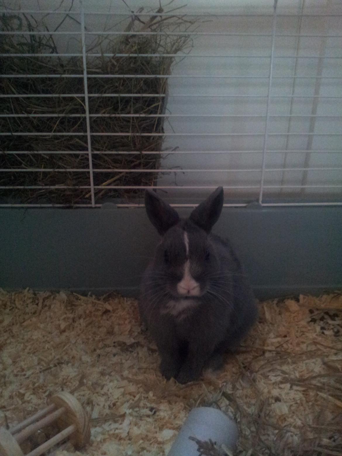 Kanin Ahrenkiels Lullaby(hermlin) billede 6