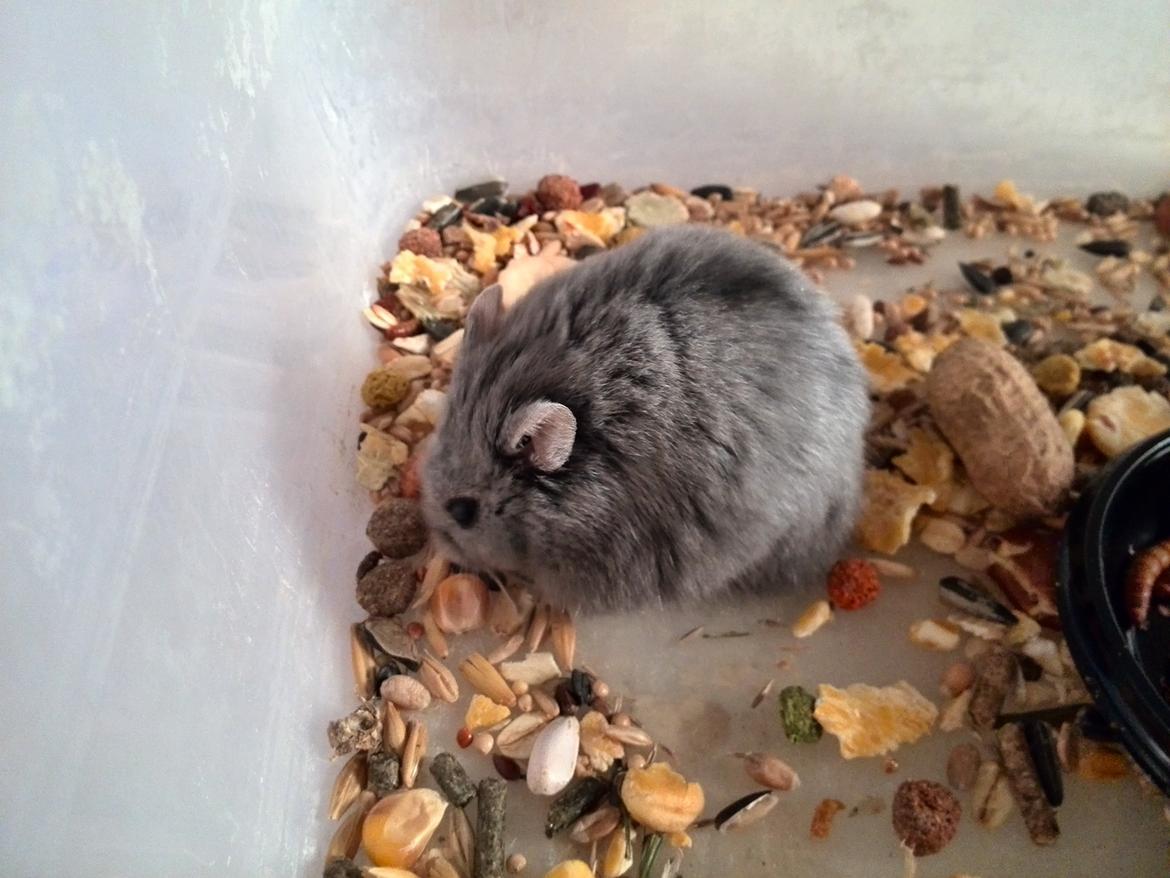 Dværghamster Blue Boy billede 4