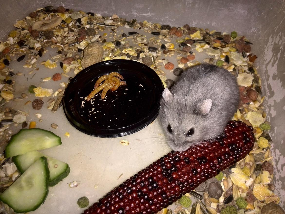 Dværghamster Blue Boy billede 5