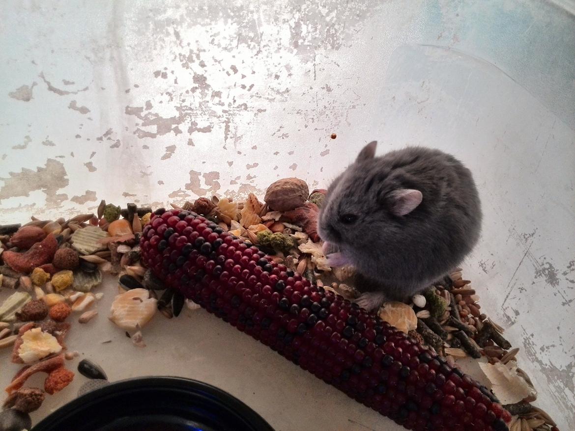 Dværghamster Blue Boy billede 6