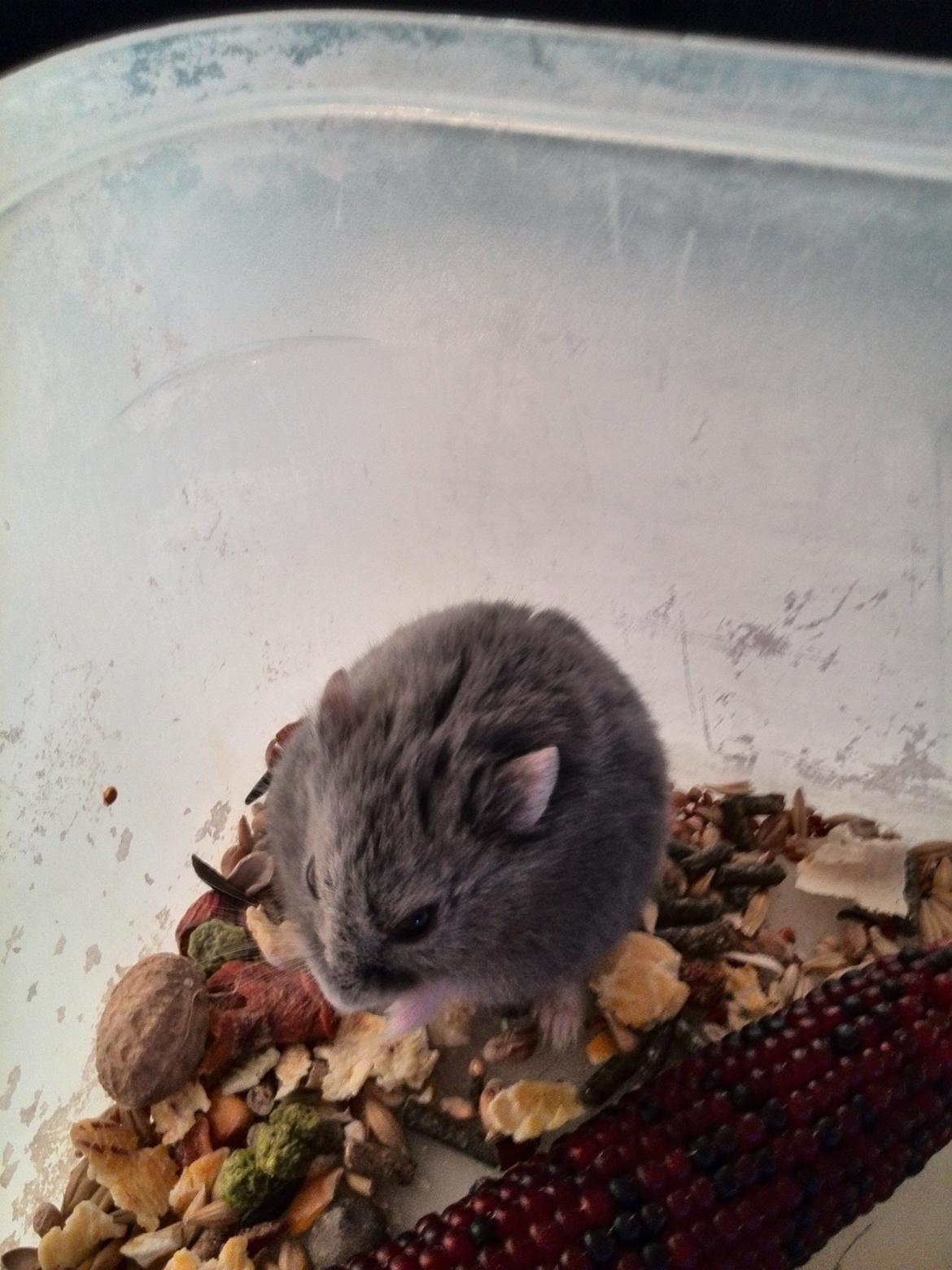 Dværghamster Blue Boy billede 7