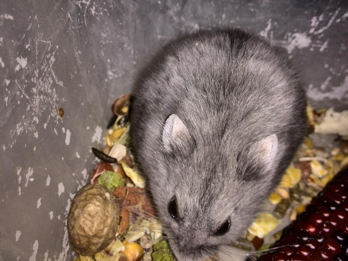 Dværghamster Blue Boy billede 2