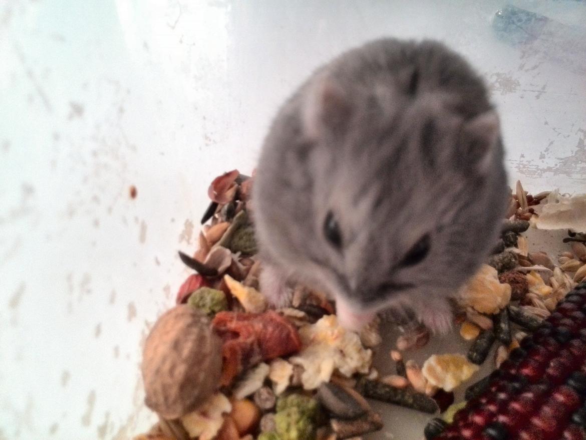 Dværghamster Blue Boy billede 8