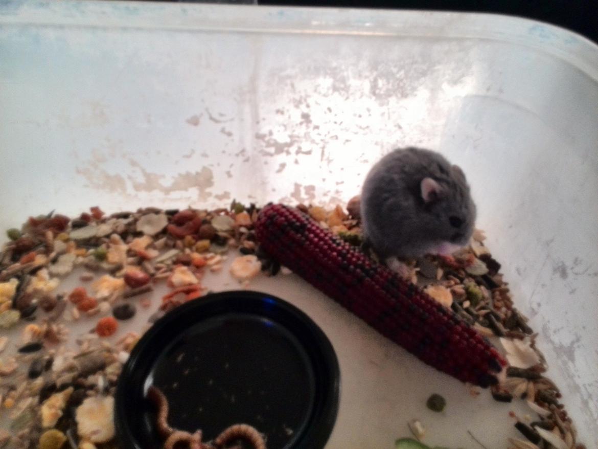 Dværghamster Blue Boy billede 9