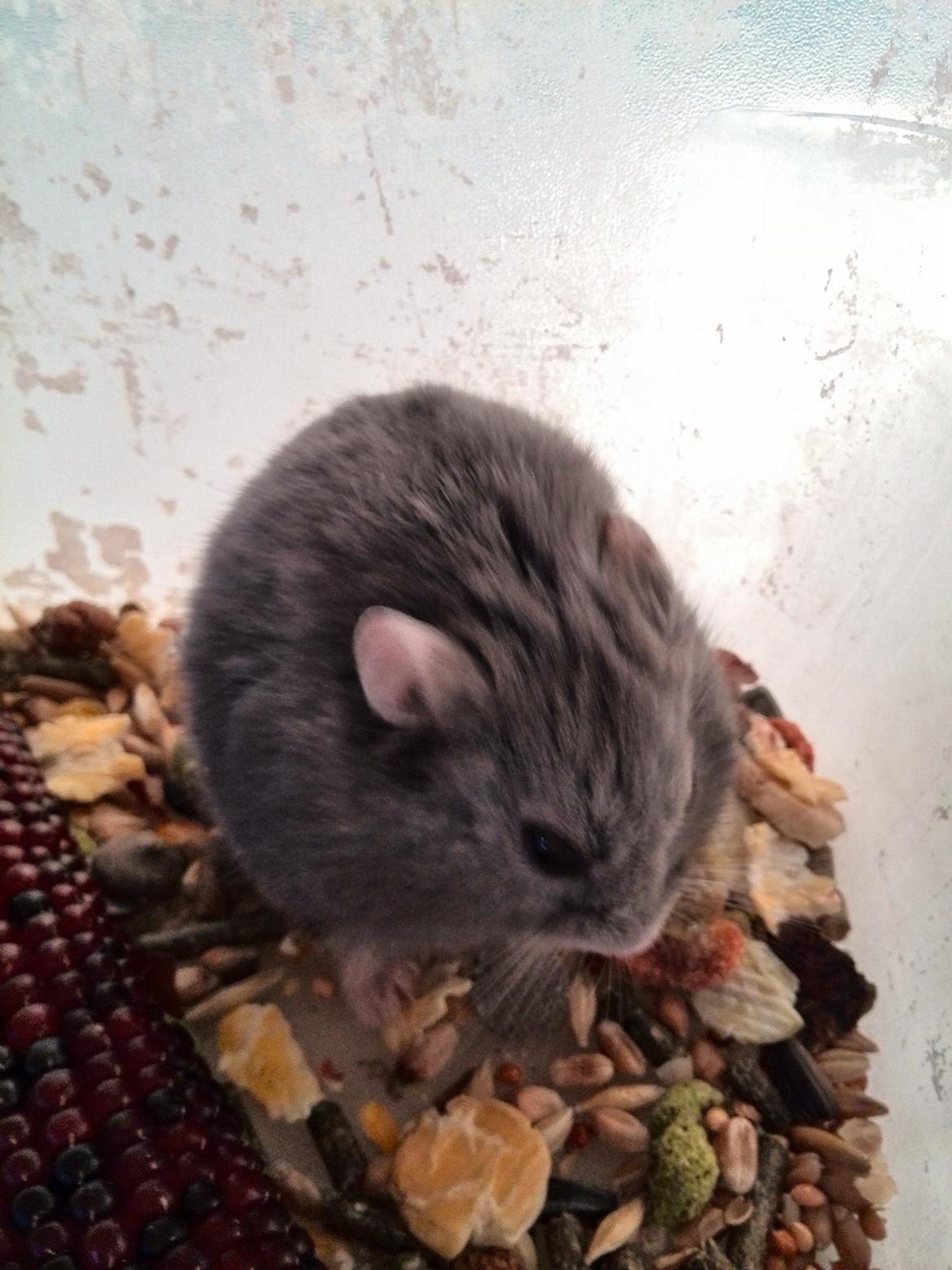 Dværghamster Blue Boy billede 10