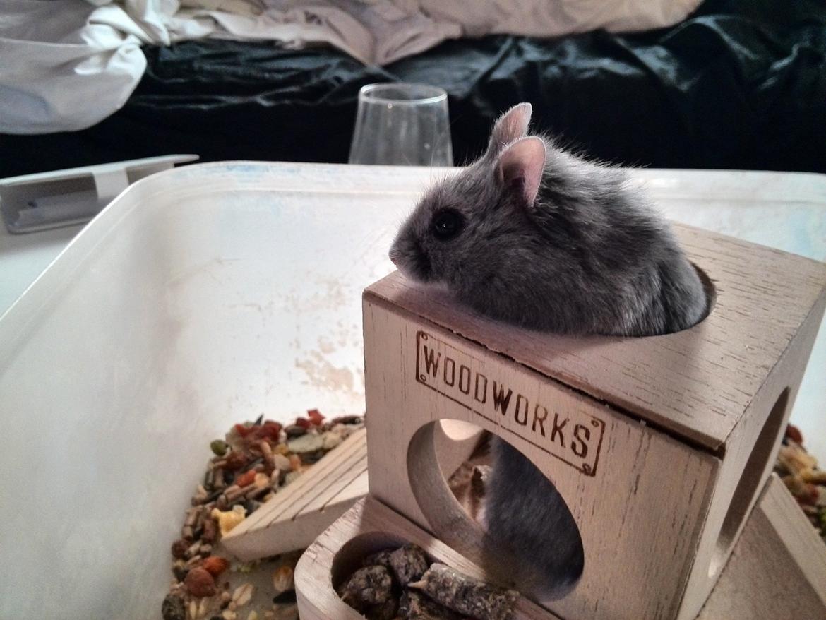 Dværghamster Blue Boy billede 1