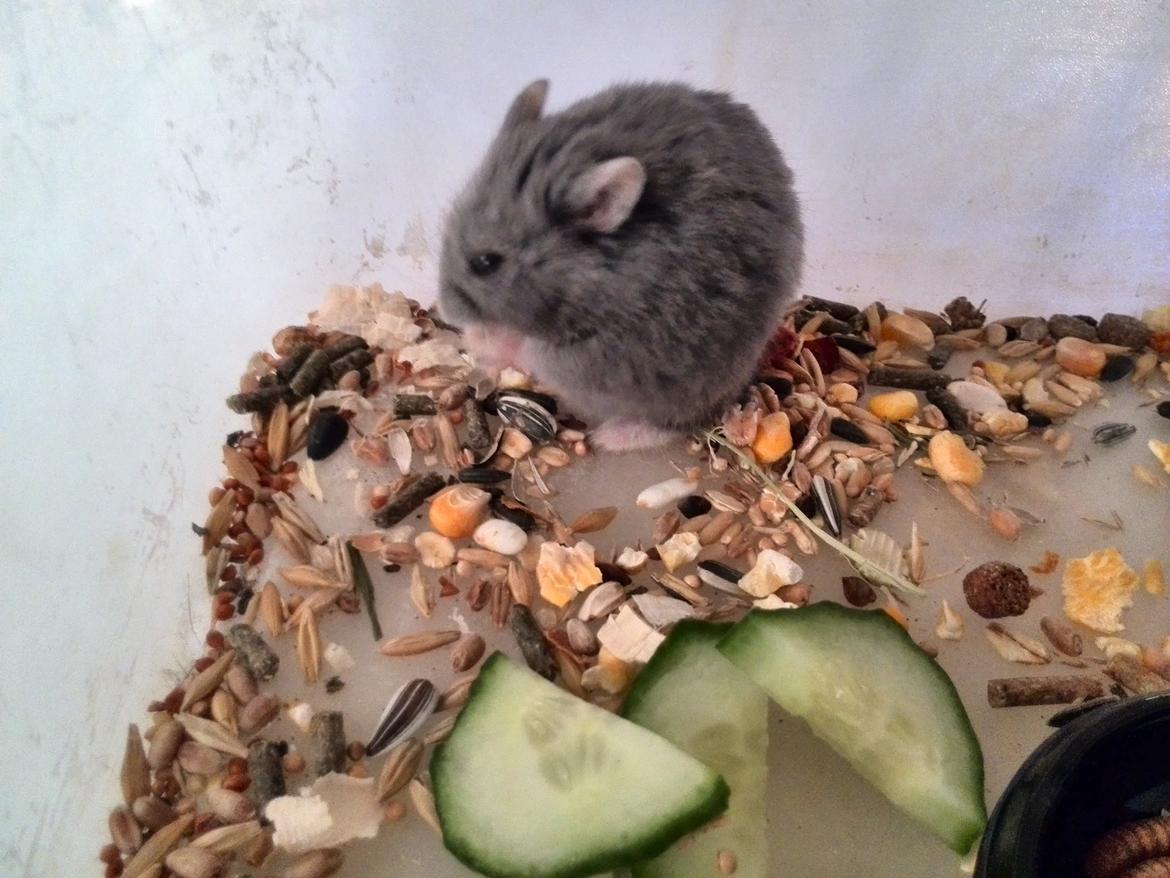 Dværghamster Blue Boy billede 3