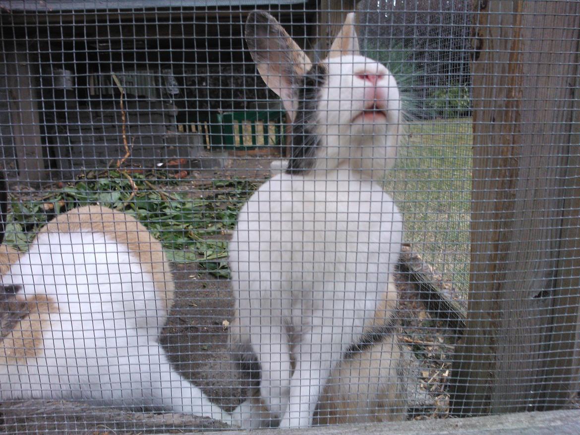 Kanin Zoey (Hollænder) billede 2