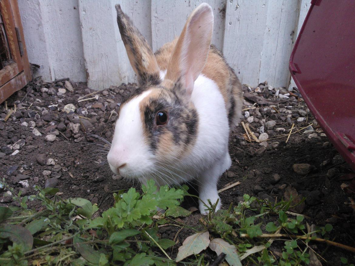 Kanin Zoey (Hollænder) billede 1