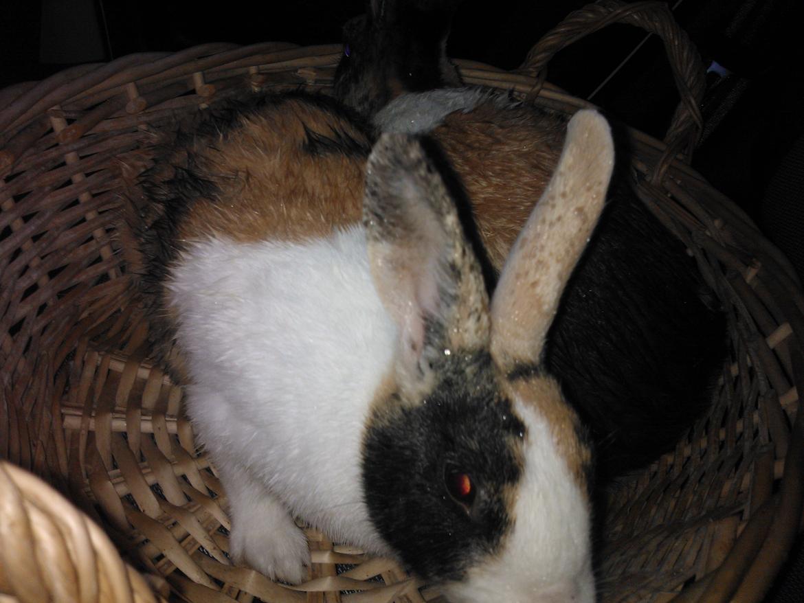 Kanin Zoey (Hollænder) billede 3