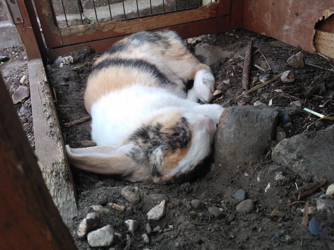 Kanin Zoey (Hollænder) billede 4