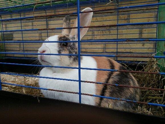 Kanin Zoey (Hollænder) billede 5