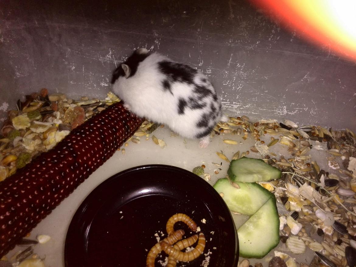 Dværghamster Precious billede 3