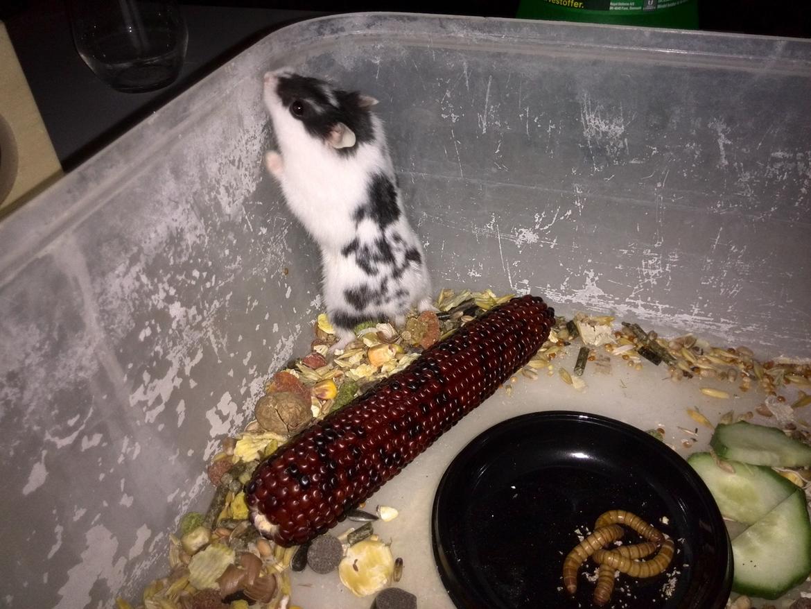 Dværghamster Precious billede 7