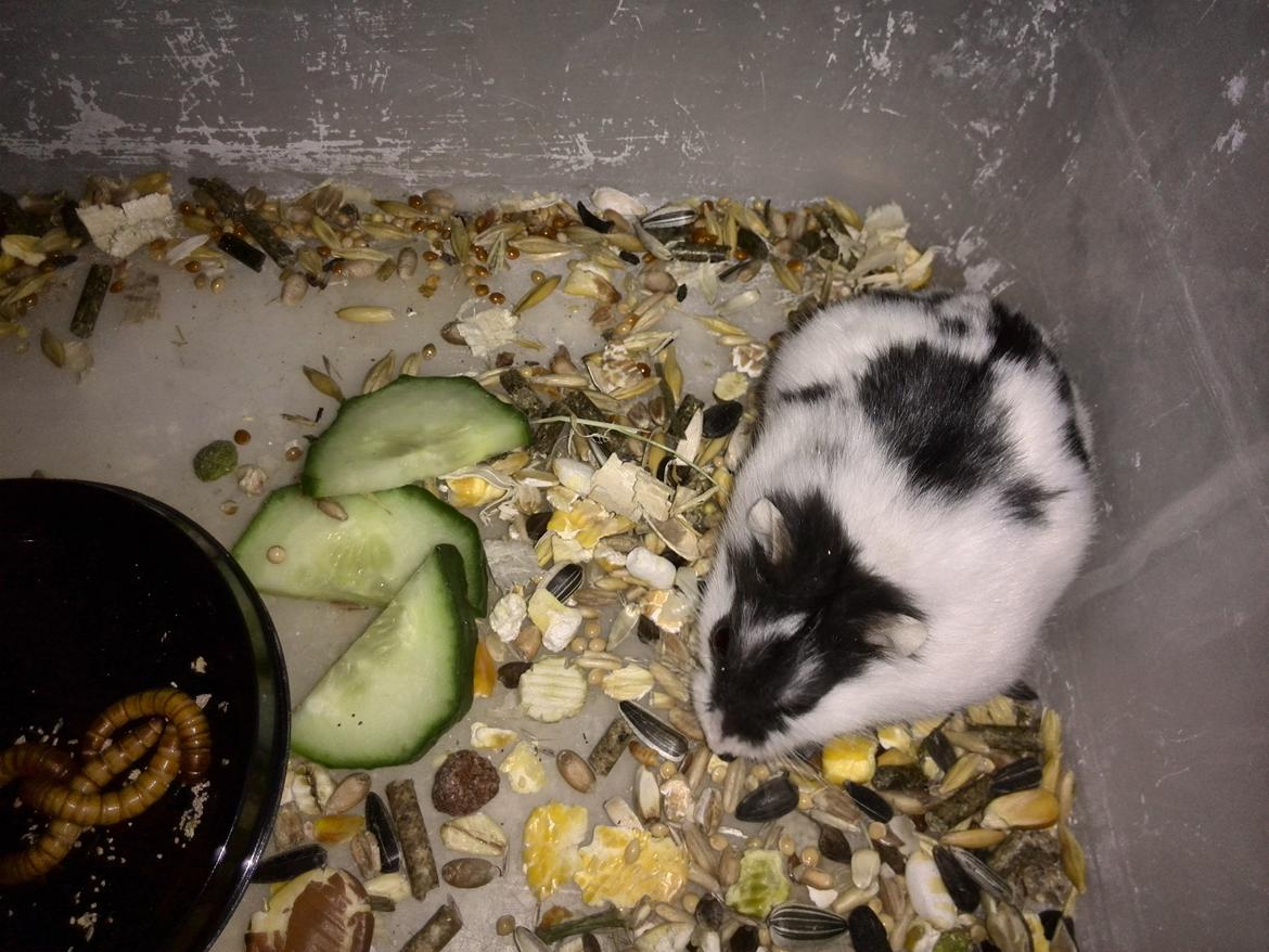 Dværghamster Precious billede 2