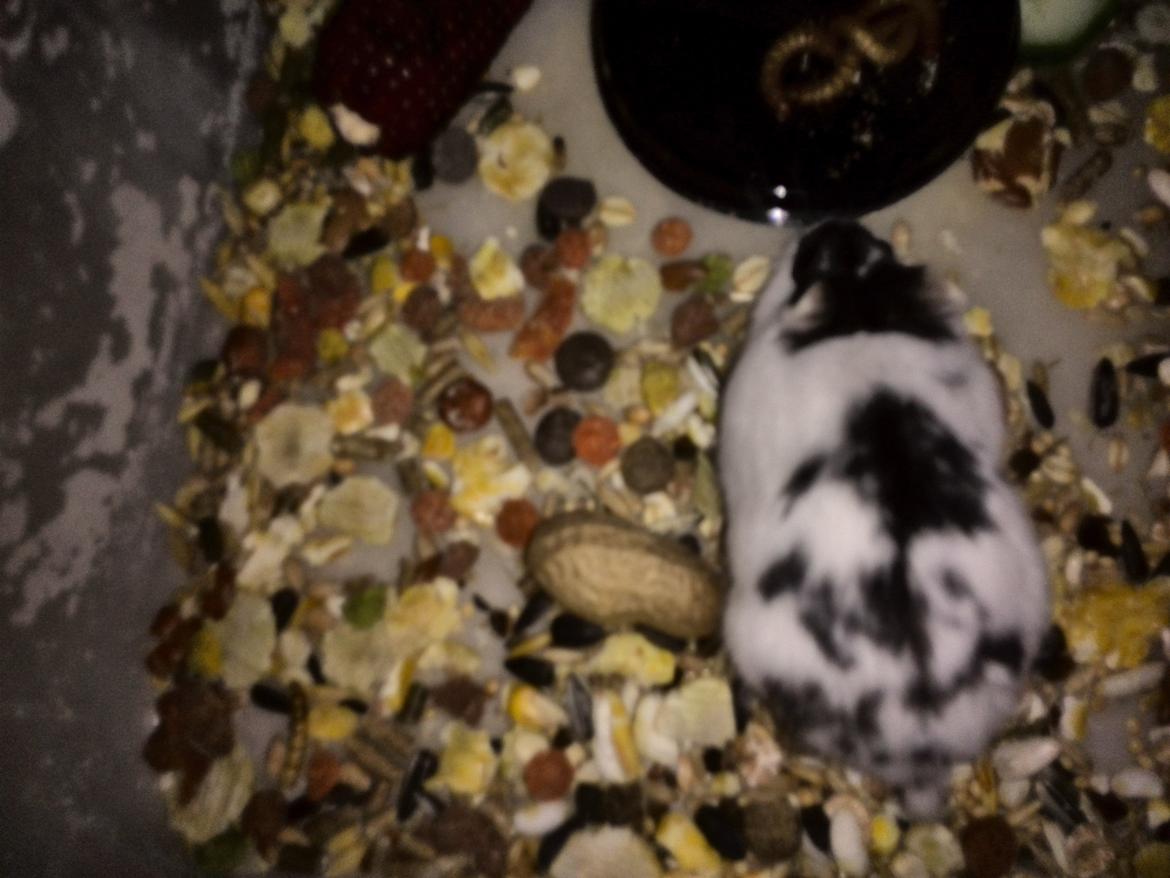 Dværghamster Precious billede 4