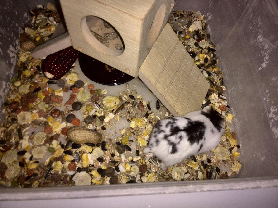 Dværghamster Precious billede 5