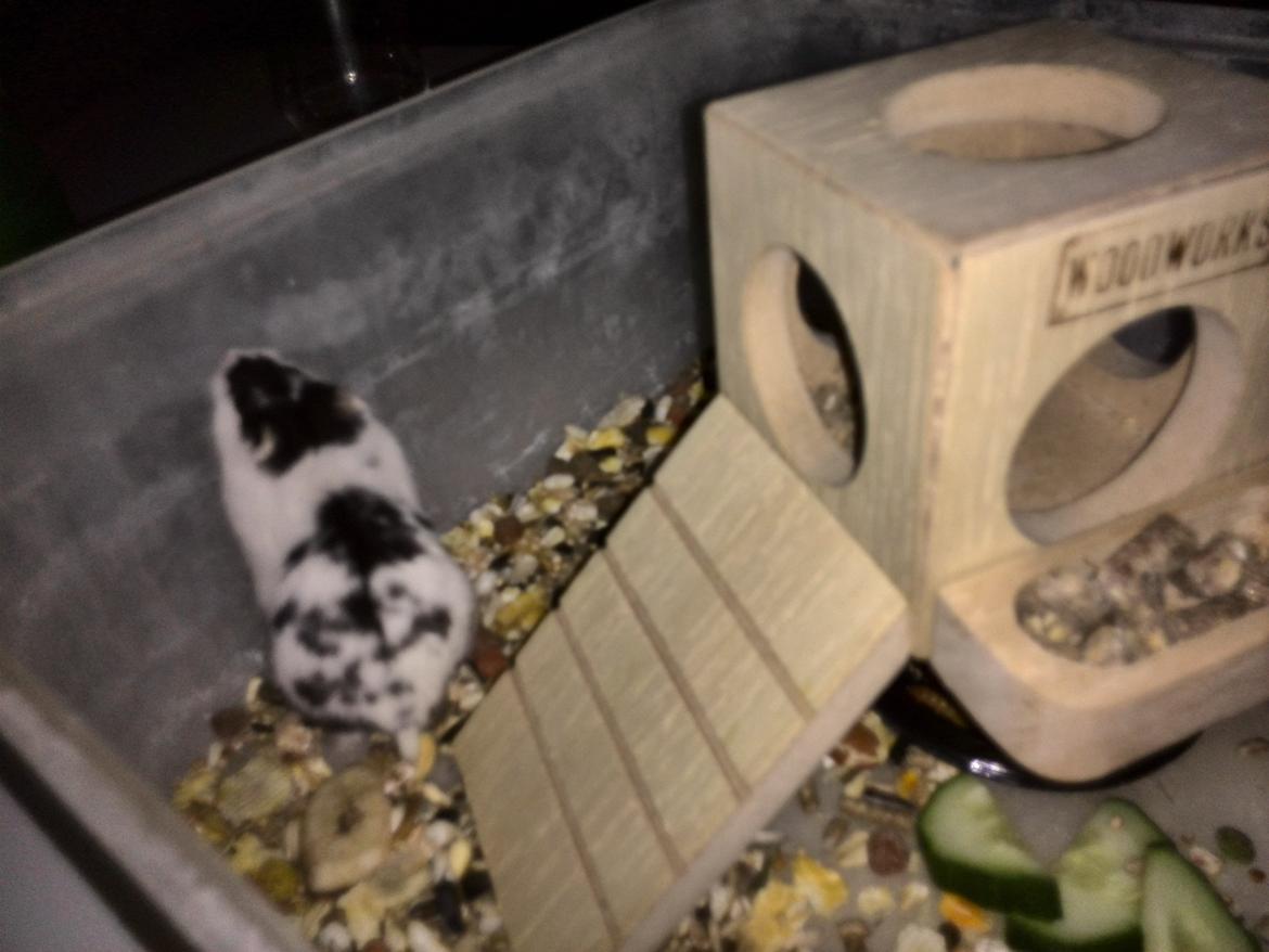 Dværghamster Precious billede 6