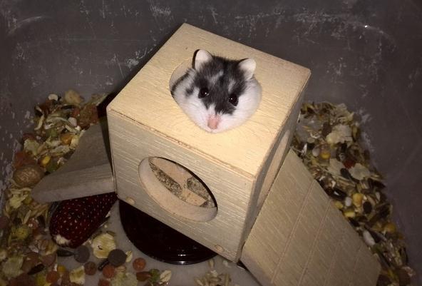 Dværghamster Precious billede 1
